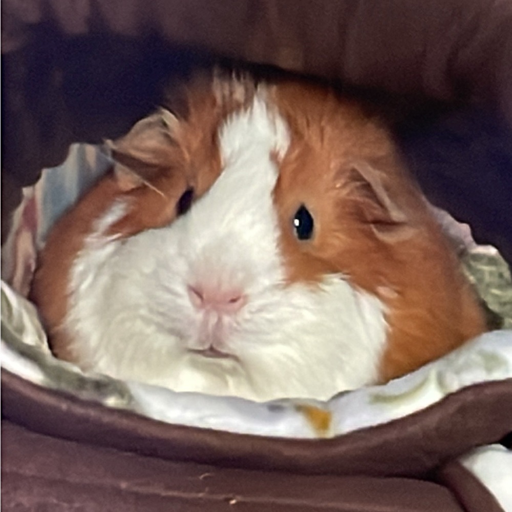 Meet your Posher, Lula